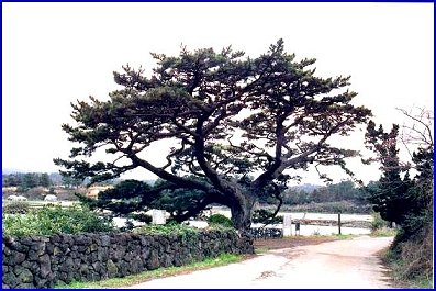 제주 수산리의 곰솔 전경(서쪽) 